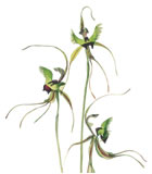 Butterfly Orchid from the Rica Erickson Botanical Collection